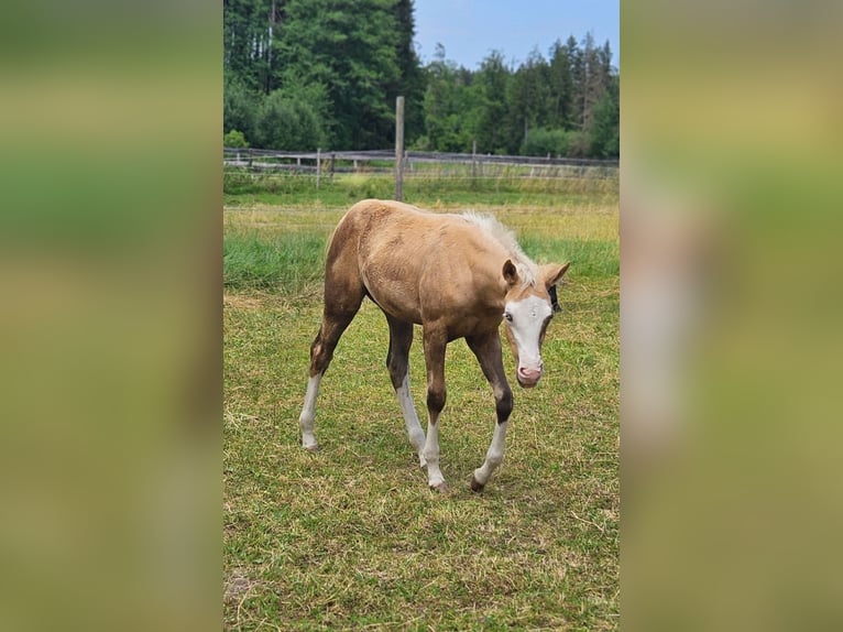 American Quarter Horse Stute Fohlen (03/2025) 152 cm Palomino in Halfing