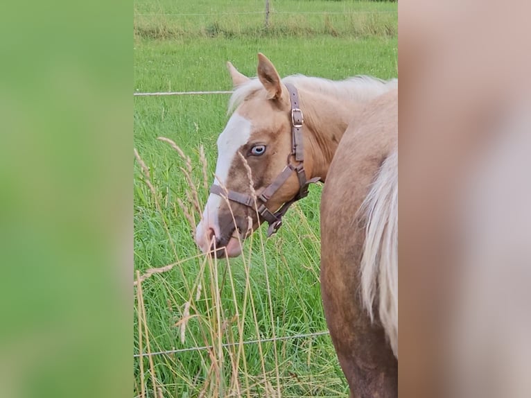 American Quarter Horse Stute Fohlen (03/2025) 152 cm Palomino in Halfing