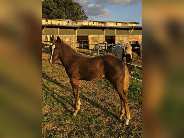 American Quarter Horse Stute Fohlen (05/2026) 152 cm Rappe in Wissen