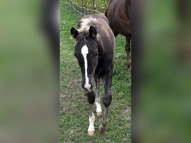 American Quarter Horse Stute Fohlen (05/2026) 152 cm Rappe in Wissen