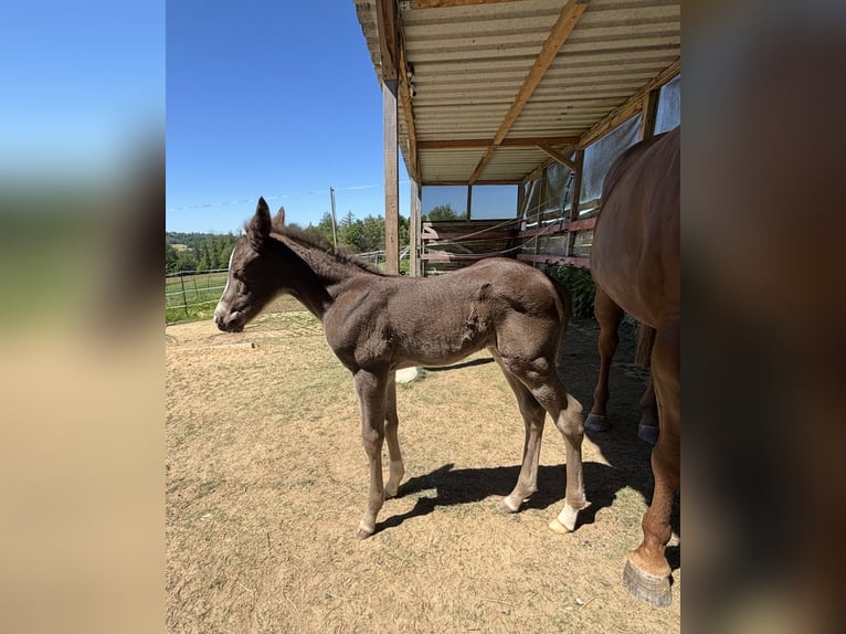 American Quarter Horse Stute Fohlen (05/2026) 152 cm Rappe in Wissen