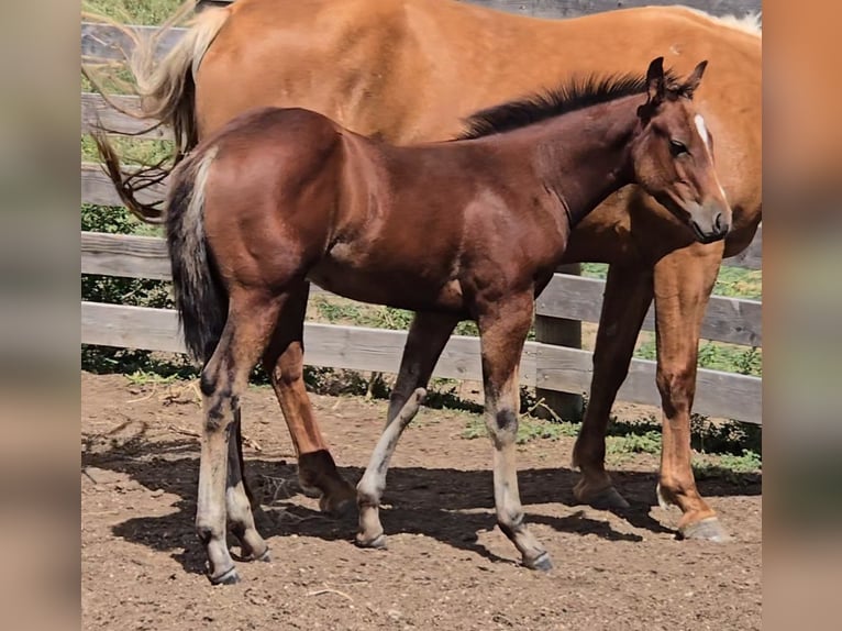 American Quarter Horse Stute Fohlen (05/2025) 152 cm Rotbrauner in Denton, MT