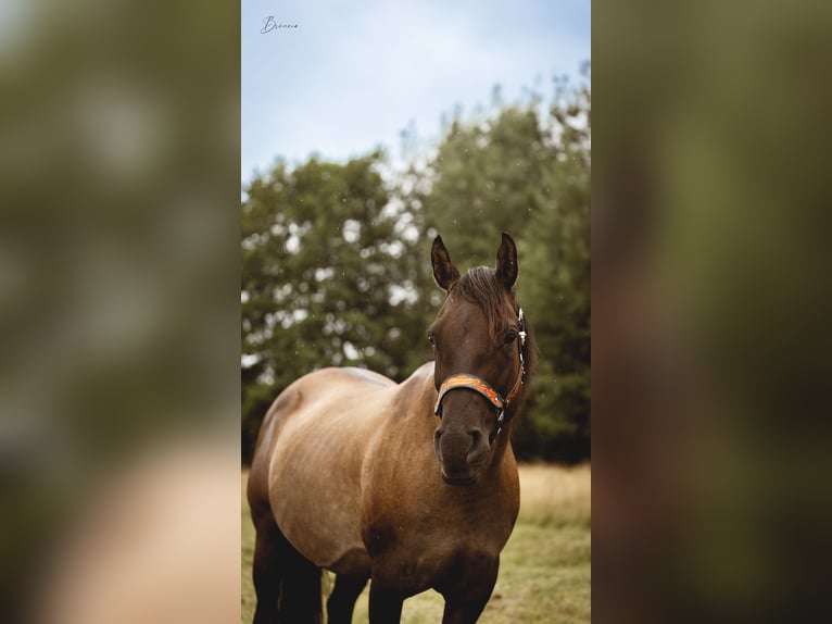 American Quarter Horse Stute Fohlen (01/2026) 153 cm Dunkelfuchs in Usti nad Labem
