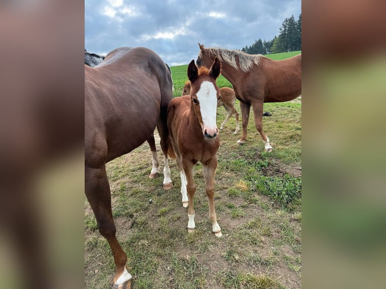 American Quarter Horse Stute  153 cm Fuchs in Daleiden