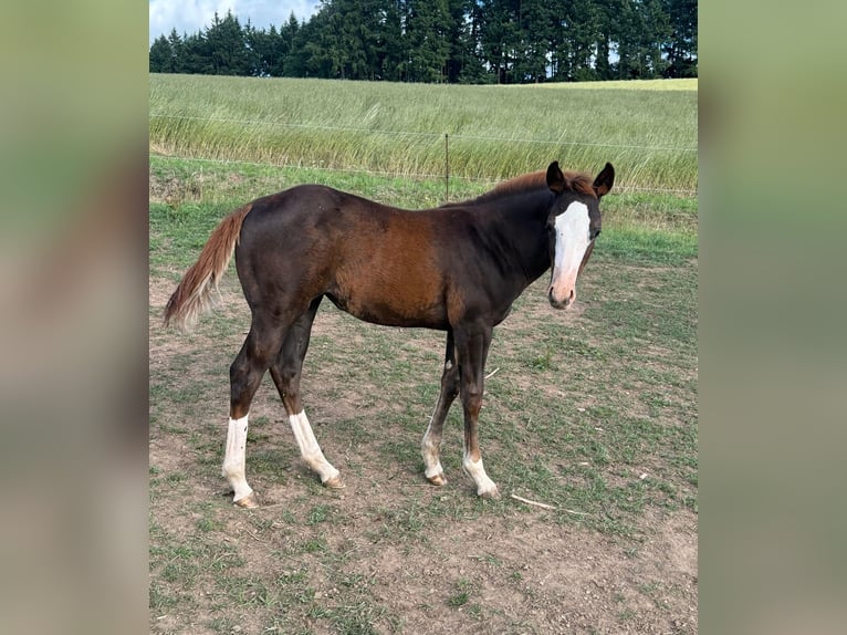 American Quarter Horse Stute Fohlen (04/2025) 153 cm Fuchs in Daleiden