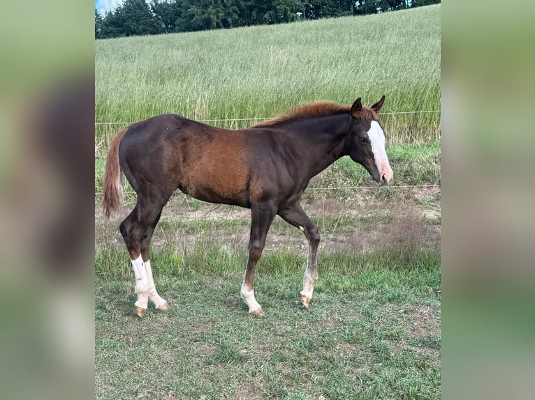 American Quarter Horse Stute Fohlen (04/2025) 153 cm Fuchs in Daleiden