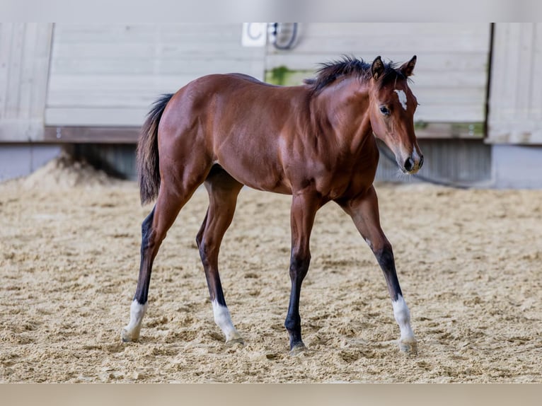 American Quarter Horse Stute Fohlen (04/2025) 154 cm Brauner in Driekirch