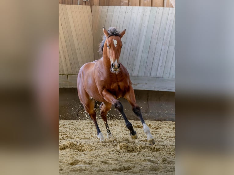 American Quarter Horse Stute Fohlen (04/2025) 154 cm Brauner in Driekirch