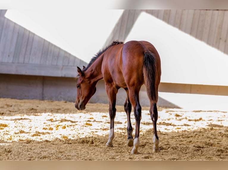 American Quarter Horse Stute Fohlen (04/2025) 154 cm Brauner in Driekirch