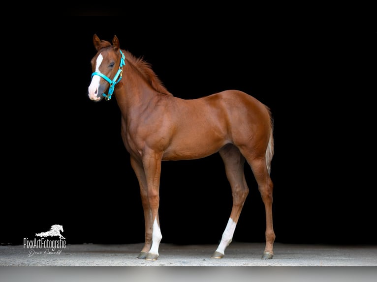 American Quarter Horse Stute Fohlen (05/2026) 154 cm Dunkelfuchs in Senden