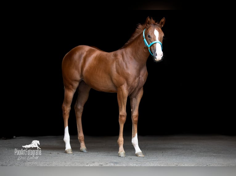American Quarter Horse Stute Fohlen (05/2026) 154 cm Dunkelfuchs in Senden