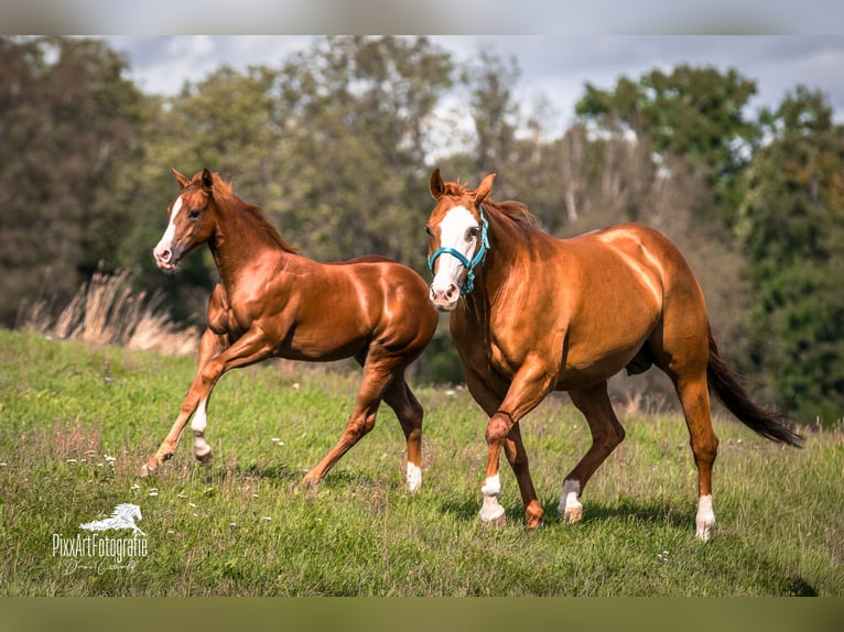 American Quarter Horse Stute Fohlen (05/2026) 154 cm Dunkelfuchs in Senden