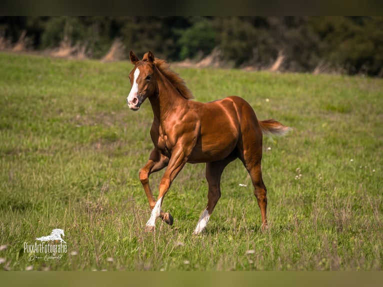 American Quarter Horse Stute Fohlen (05/2026) 154 cm Dunkelfuchs in Senden