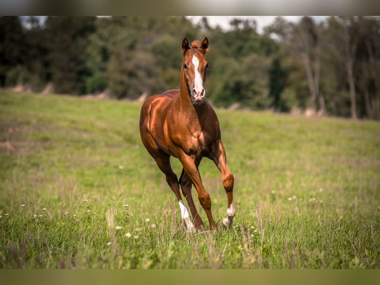 American Quarter Horse Stute Fohlen (05/2026) 154 cm Dunkelfuchs in Senden