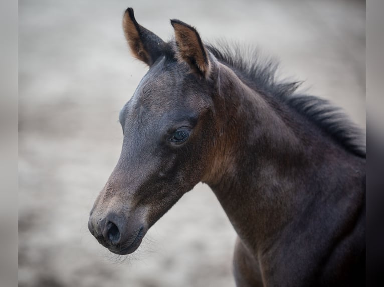 American Quarter Horse Stute Fohlen (05/2026) 155 cm Brauner in Marklohe