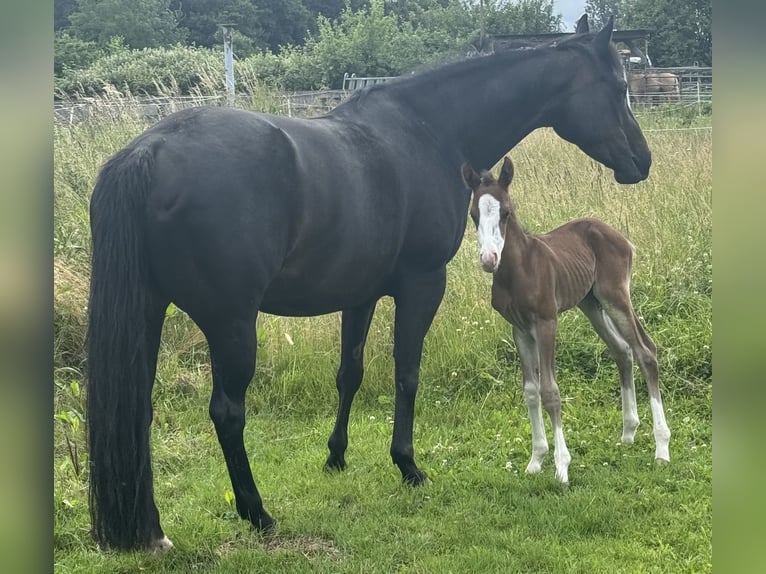 American Quarter Horse Stute  155 cm Brauner in MannheiM