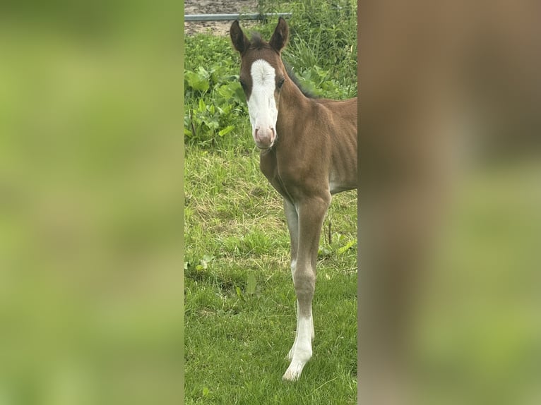 American Quarter Horse Stute  155 cm Brauner in MannheiM