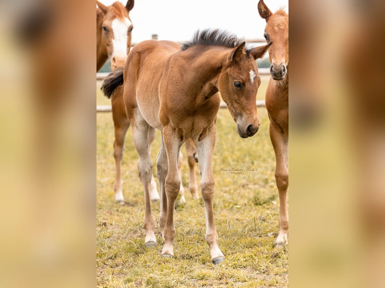 American Quarter Horse Stute  155 cm Brauner in Lahn