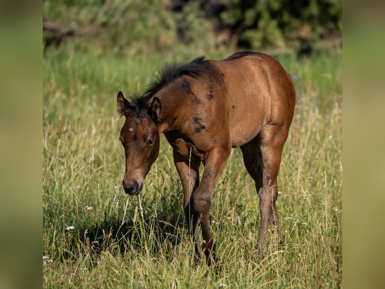 American Quarter Horse Stute  155 cm Brauner in Rosenfeld