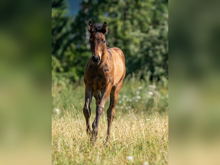 American Quarter Horse Stute  155 cm Brauner in Rosenfeld