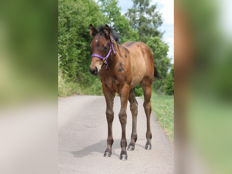 American Quarter Horse Stute  155 cm Brauner in Rosenfeld