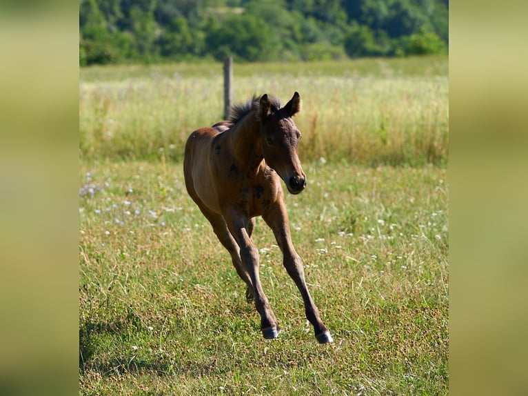 American Quarter Horse Stute  155 cm Brauner in Rosenfeld