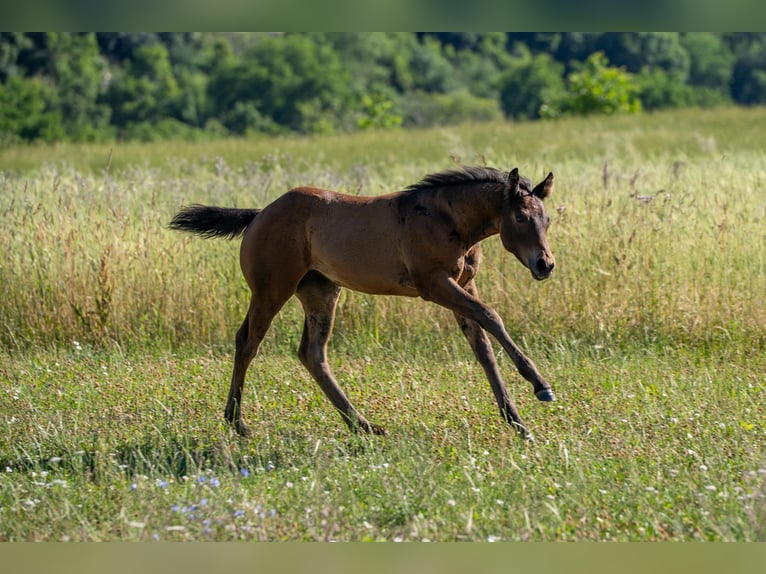 American Quarter Horse Stute  155 cm Brauner in Rosenfeld