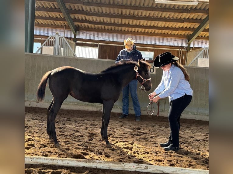 American Quarter Horse Stute Fohlen (05/2026) 155 cm Dunkelbrauner in Marklohe