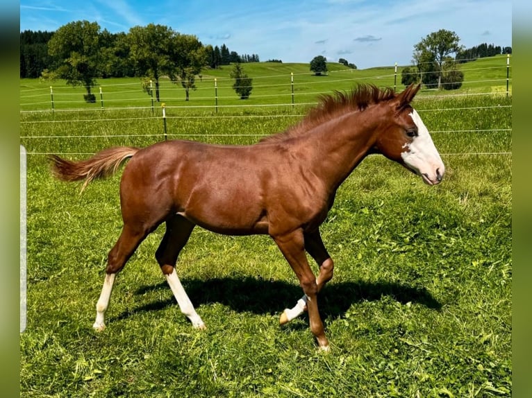 American Quarter Horse Stute Fohlen (03/2025) 155 cm Fuchs in St&#xF6;ttwang