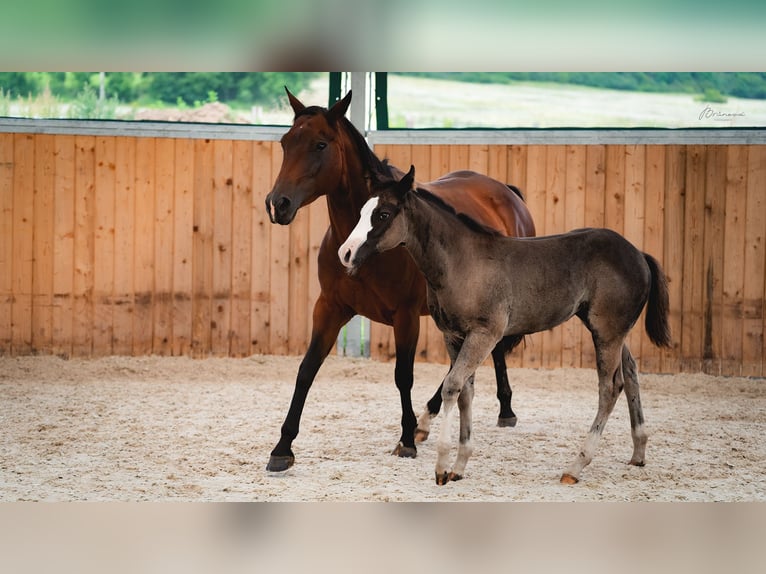 American Quarter Horse Stute Fohlen (05/2024) 155 cm Rappe in Ústí nad Labem