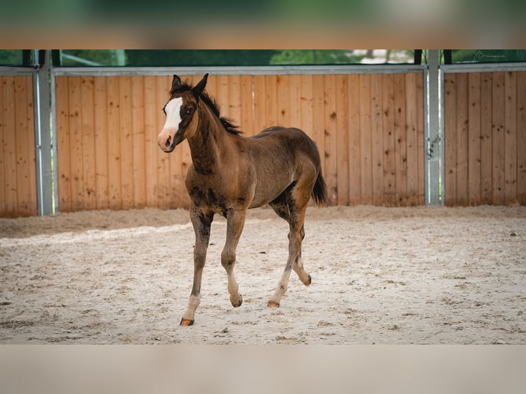 American Quarter Horse Stute Fohlen (05/2024) 155 cm Rappe in Ústí nad Labem