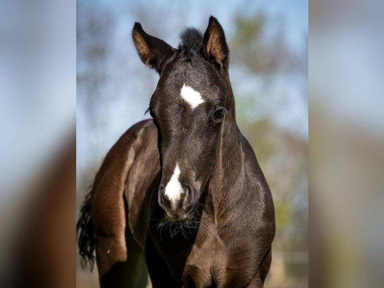 American Quarter Horse Stute  155 cm Rappe in Gro&#xDF; Kummerfeld