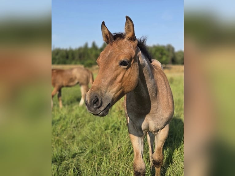 American Quarter Horse Stute Fohlen (04/2026) 155 cm Roan-Bay in Marklohe