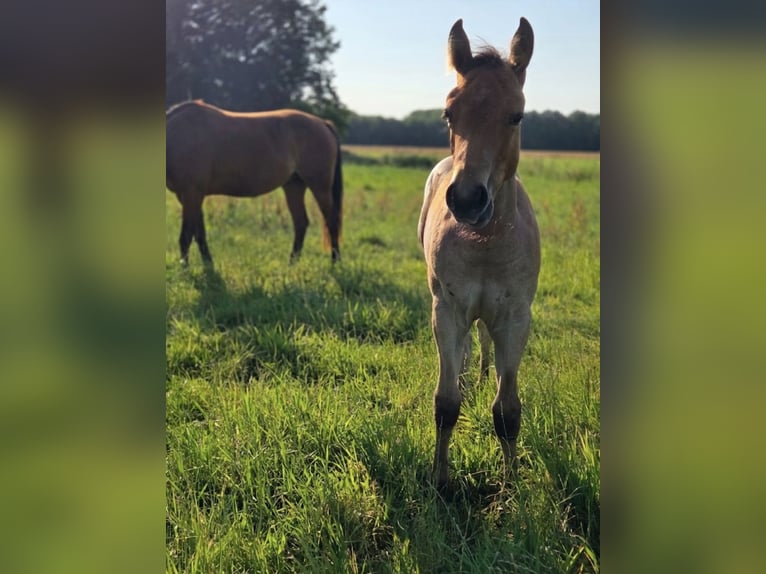 American Quarter Horse Stute Fohlen (04/2026) 155 cm Roan-Bay in Marklohe