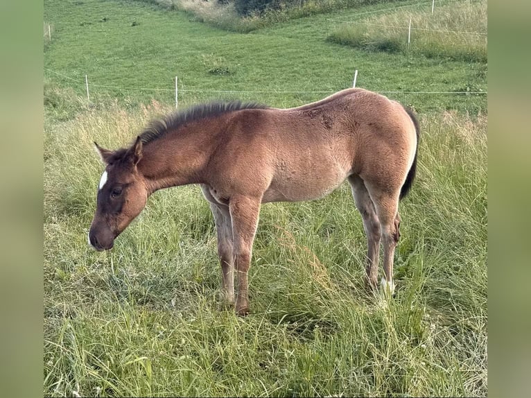 American Quarter Horse Stute Fohlen (04/2026) 155 cm Schimmel in Daleiden