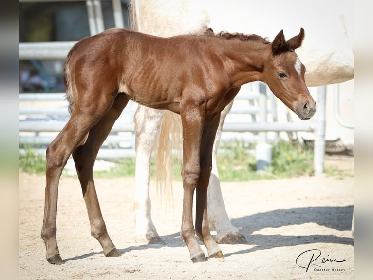 American Quarter Horse Stute  158 cm Schimmel in Anzing