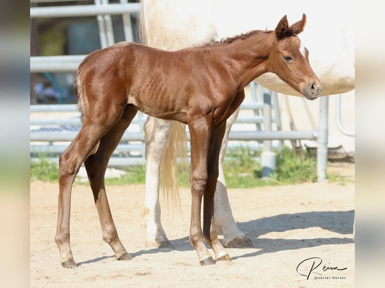 American Quarter Horse Stute  158 cm Schimmel in Anzing