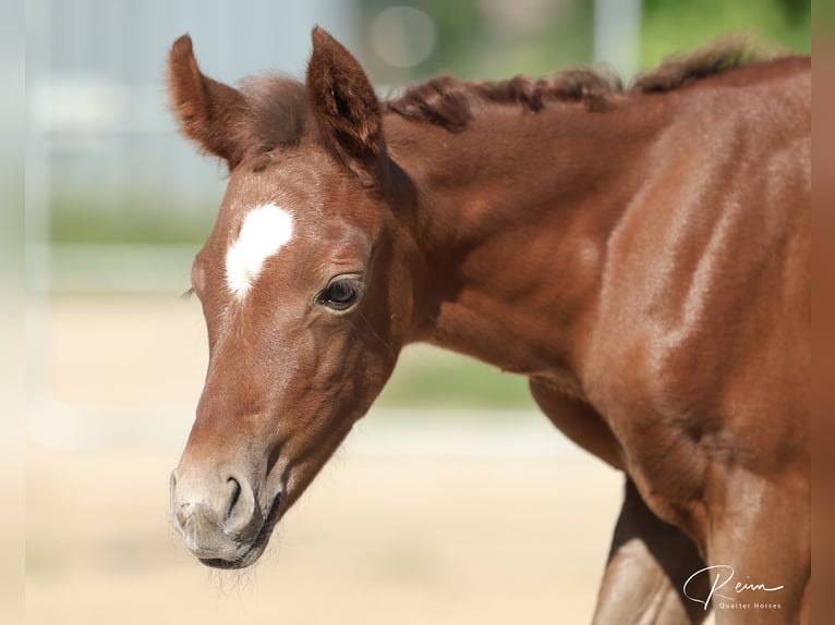 American Quarter Horse Stute  158 cm Schimmel in Anzing