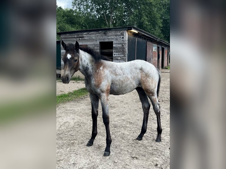 American Quarter Horse Stute Fohlen (06/2026) 160 cm Braunfalbschimmel in Bad Zwischenahn