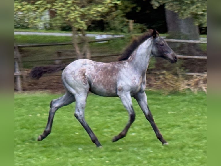 American Quarter Horse Stute Fohlen (04/2025) Blauschimmel in Hirschau