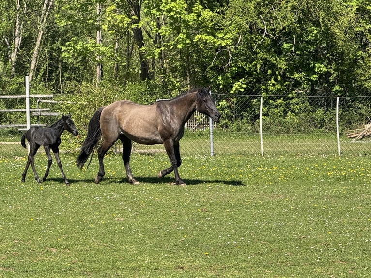 American Quarter Horse Stute Fohlen (04/2025) Blauschimmel in Hirschau