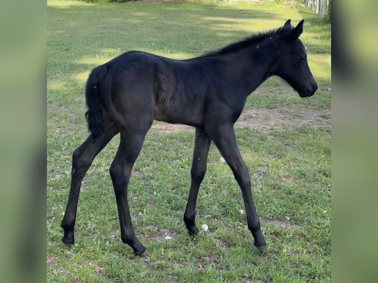 American Quarter Horse Stute Fohlen (04/2025) Blauschimmel in Hirschau