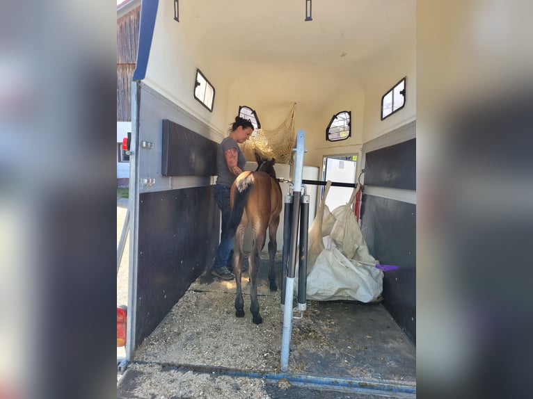 American Quarter Horse Stute Fohlen (04/2026) Brauner in Kemnath