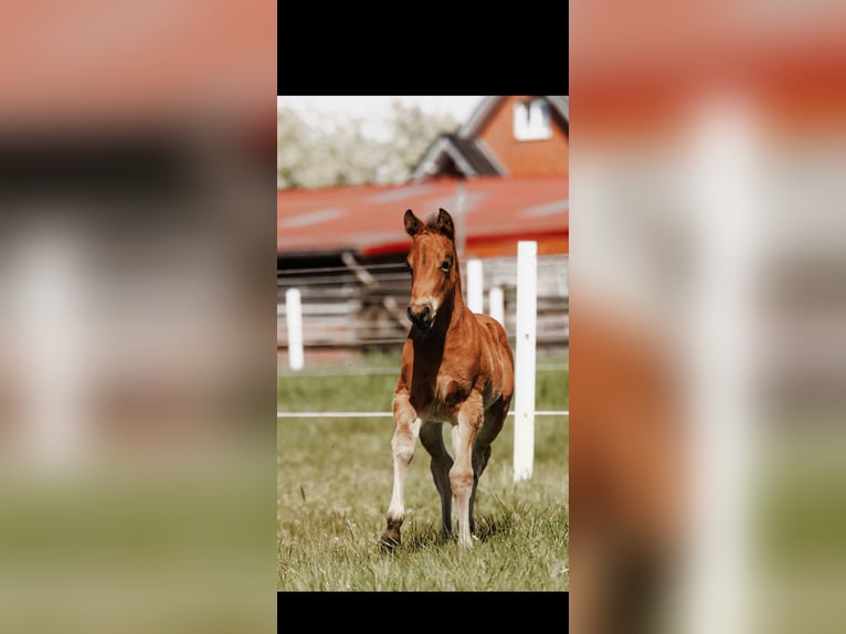 American Quarter Horse Stute Fohlen (03/2026) Brauner in Bottrop