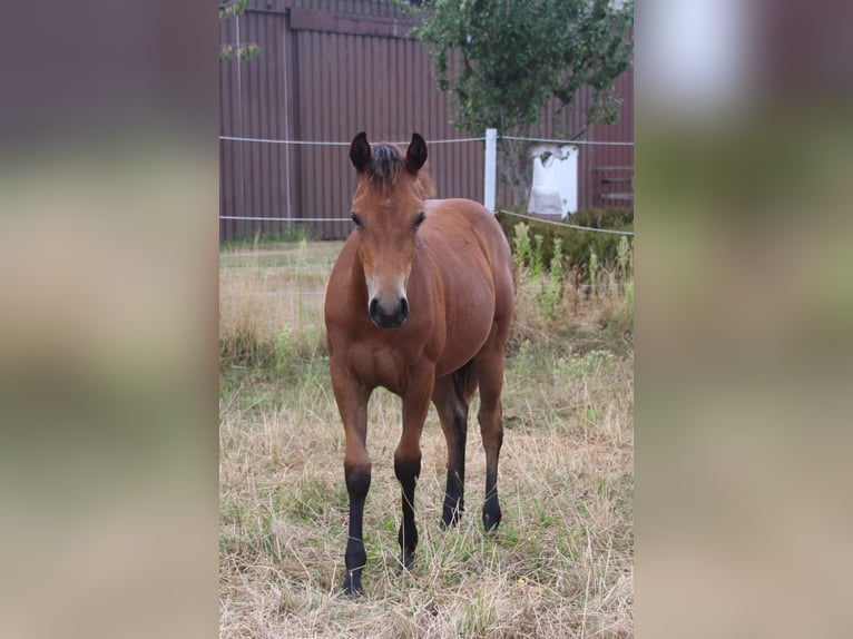American Quarter Horse Stute Fohlen (02/2026) Brauner in Haren