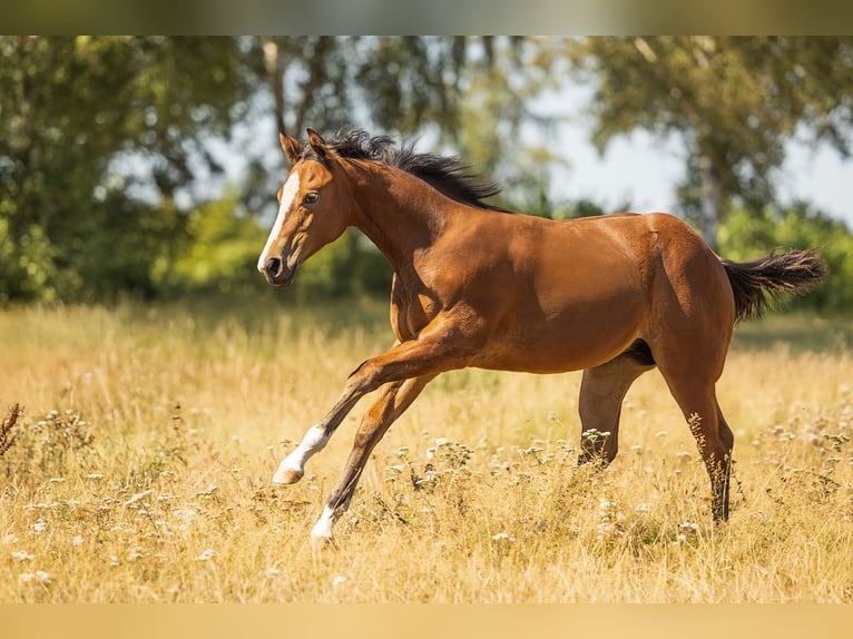 American Quarter Horse Stute Fohlen (06/2026) Brauner in Steyerberg
