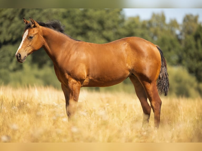 American Quarter Horse Stute Fohlen (06/2026) Brauner in Steyerberg