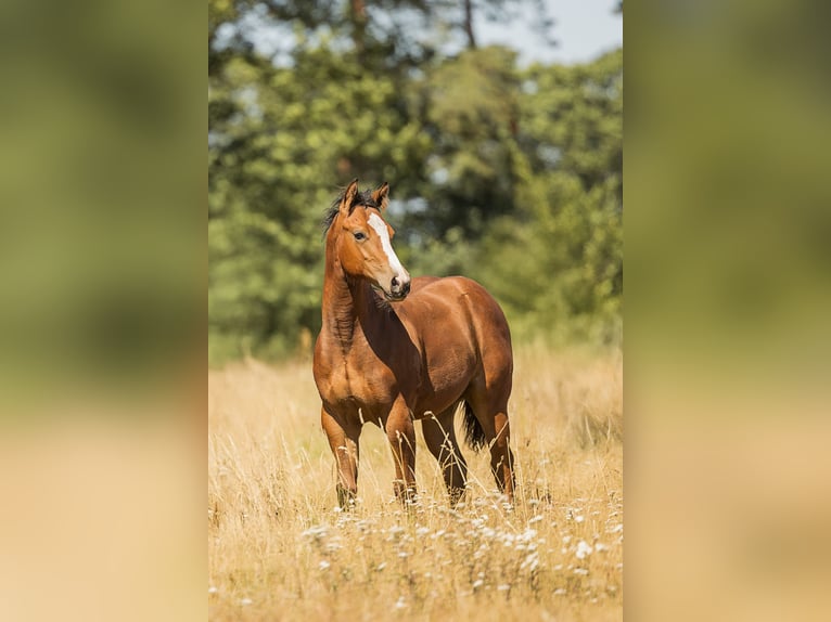 American Quarter Horse Stute Fohlen (06/2026) Brauner in Steyerberg
