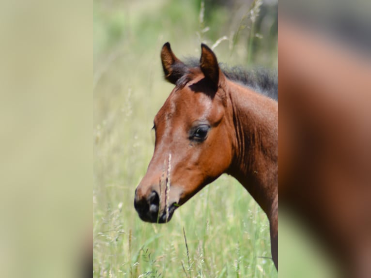 American Quarter Horse Stute  Brauner in Fichtelberg