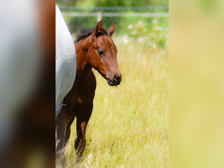 American Quarter Horse Stute  Brauner in Fichtelberg